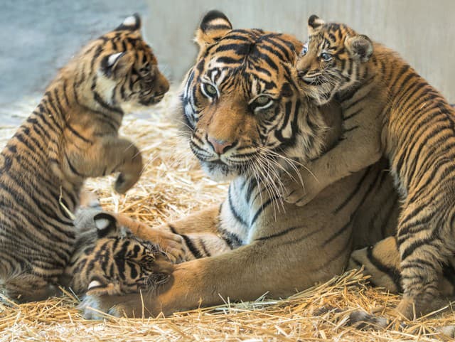 Tiger džungľový sumatriansky
