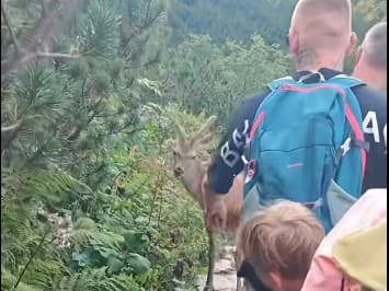 Tak takto teda NIE! VIDEO Turisti v Tatrách sa snažili odohnať mladého jeleňa z chodníka! Rázna REAKCIA zvieraťa