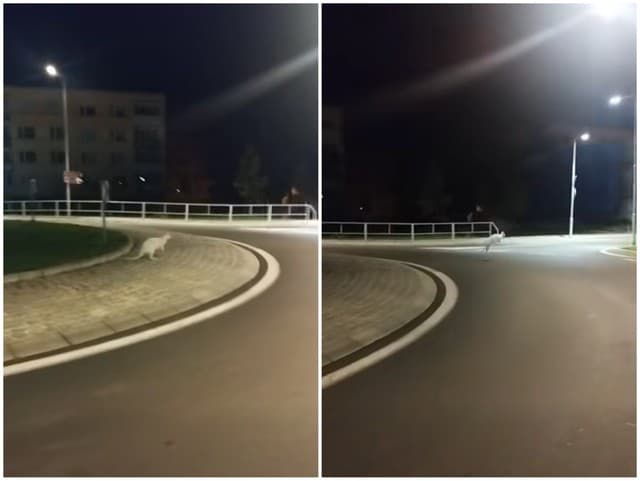 Český vodič ostal v ŠOKU: Na kruháči stretol skoro ráno EXOTICKÉ zviera! VIDEO Zábery pobláznili internet