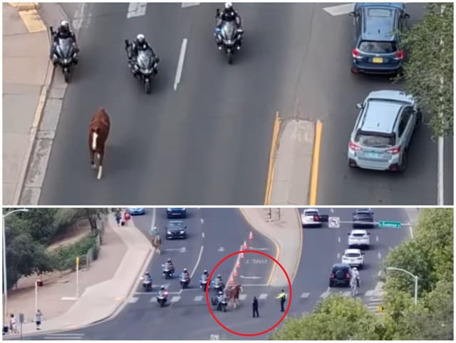 Divoká naháňačka ako z westernu: VIDEO Koňa prenasledovali policajti na motorkách aj dron, zasiahnuť musel kovboj!