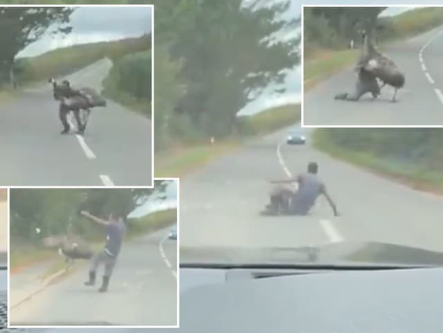 Na ceste sa odohral neuveriteľný ZÁPAS: Chlap sa pustil do obrovského vtáka emu! Potom prišiel ÚDER
