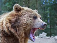 Medvedica napadla muža (36), prevážal ho vrtuľník! Nové DETAILY