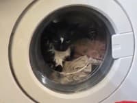 Deväť životov v praxi? Žena omylom vyprala svojho miláčika! Vyslobodiť ju museli až záchranári