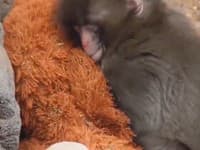 NAJDOJÍMAVEJŠÍ príbeh zo zoo: Vlastná mama ho ODVRHLA! Pozrite sa, kto malému Punchovi nahradil lásku