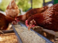 Zabudnite na psy a mačky: Profesorka psychológie tvrdí, že jej duševné zdravie zachraňuje SLIEPKA V PLIENKE!