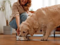 Veterinár otvorene: TÝMTO by som svojho psa NIKDY nekŕmil, hoci to robia tisíce Slovákov!