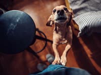 Štekala na svojho psa, aby mu dala lekciu: VIDEO jazvečíka sa stalo HITOM, no odborníci dvíhajú varovný prst!