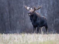Neuverteľná cesta losa Emila: Prešiel stovky kilometrov, teraz má vlastnú knihu!