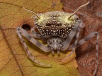 Vyzeral ako obeť smrtiacej huby, no v SEKUNDE zaútočil! Vedci objavili pavúka, ktorý predstiera, že je ZOMBIE