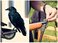 Nečakaná PAĽBA v Poprade: Strelec vytiahol vzduchovku na vrany, ženu zasiahol do hlavy a išla do NEMOCNICE!