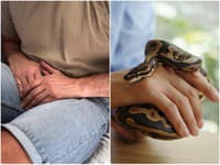 Zahryzla sa mu do ROZKROKU! Had zaútočil na tom NAJHORŠOM mieste, a TO počas intímnej chvíľky