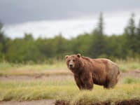 Z výcviku NOČNÁ MORA: Dvaja vojaci utrpeli zranenia po strete s medveďom