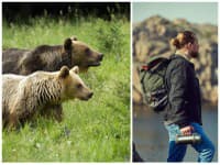 TURISTI, majte sa na pozore! Blíži sa máj a začína medvedia RUJA, v lese nezabúdajte na tieto dôležité rady