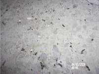 Výskyt trusu hlodavcov v sklade múky vo výrobni - odhalila RVPS Michalovce