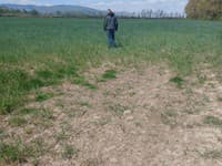 Zlý stav porastu raže v dôsledku sucha v lokalite Vojčice a Veľký Ruskov (okres Trebišov)