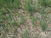 Zlý stav porastu raže v dôsledku sucha v lokalite Vojčice a Veľký Ruskov (okres Trebišov)