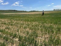 Poškodený porast pšenice ozimnej v lokalite Novosad (okres Trebišov)