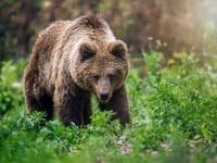 AKTUÁLNE Obec pri Púchove je na nohách! MEDVEĎ priamo v obytnej zóne: Ludia nemajú vychádzať