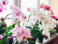Prežijú orchidey kdekoľvek? Vedci odhalili ich tajomstvo svetového rozšírenia