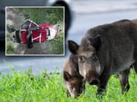 ÚTOK diviaka priamo na sídlisku neďaleko kostola! Zviera prevrátilo kočík s dieťaťom (1), skončilo v nemocnici