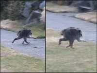 Panika v meste: VIDEO V uliciach pobehuje príšerný mutant! Nikoho sa nebojí