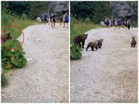 ŠOK počas turistiky v Tatrách: VIDEO Medvedica s tromi mláďatami vyšla z kríkov na chodník medzi ľudí!