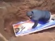 Prorok sa snažil oživiť Prorok sa snažil oživiť
