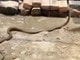 VIDEO hada sa stalo