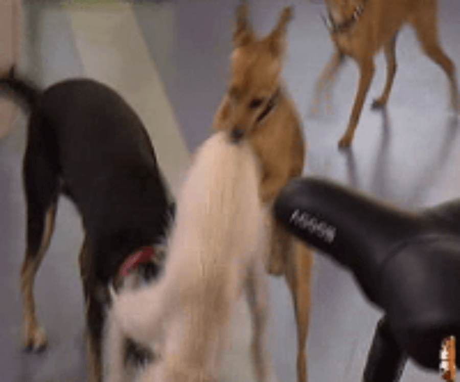 trapas v teleráne sex psov pred kamerami galéria topky sk