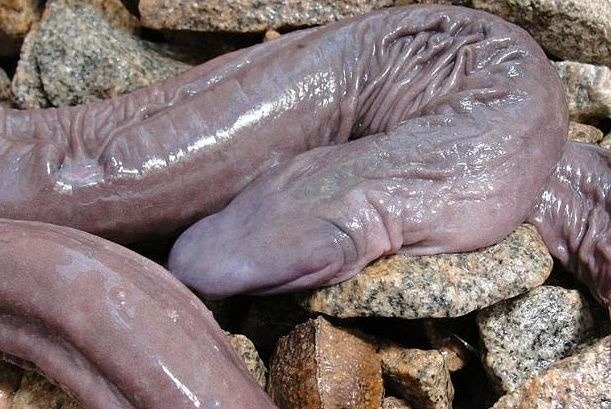 dlhý penis obrázok