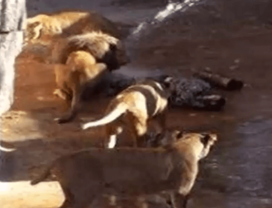 Нападение львов. Жертвы нападения животных.