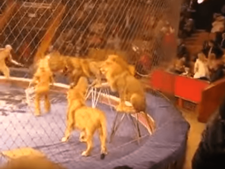 в большом московском цирке трагедия