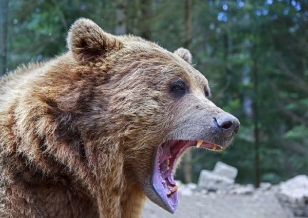 Krvavý útok medveďa na