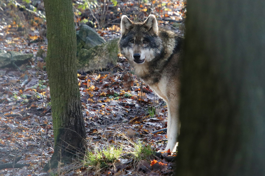Rakúsko eviduje 31 vlkov: