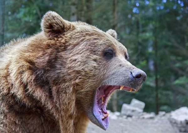 Šokujúce zistenie vedcov: Medveď