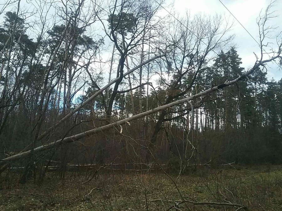 Silný vietor vyvracal stromy na viacerých miestach na Slovensku