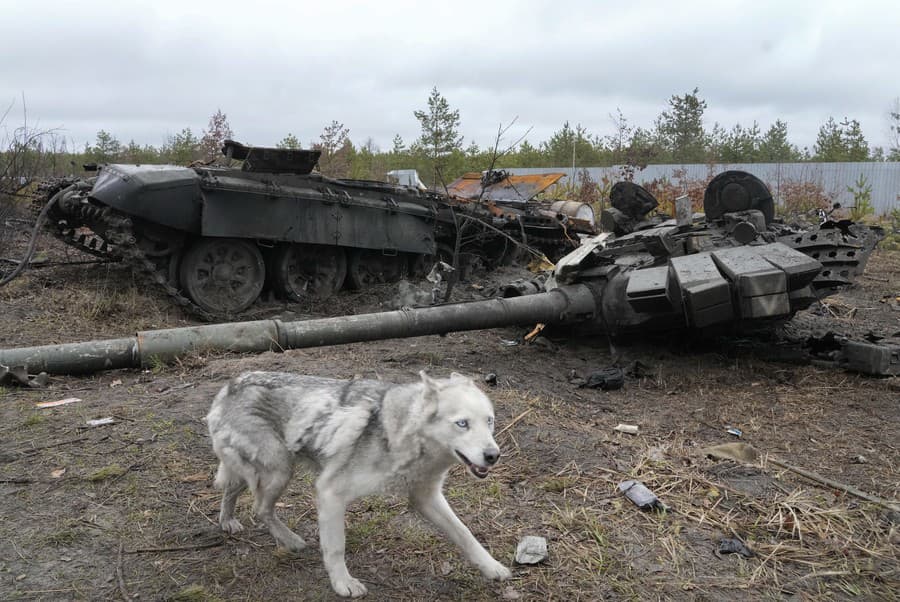 Pes beží okolo vraku ruského tanku v obci Dmytrivka pri Kyjeve.