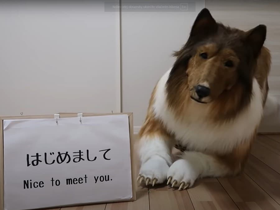 Toko-San v obleku psa