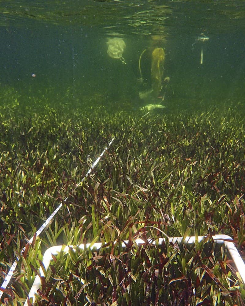 Fotografia z júna 2022 ukazuje pokusy o odber vzoriek z lúky s morskou trávou