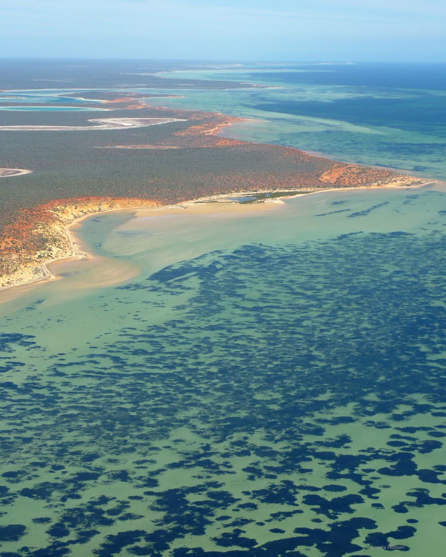 Fotografia z októbra 2009 zobrazuje časť lúky s morskou trávou