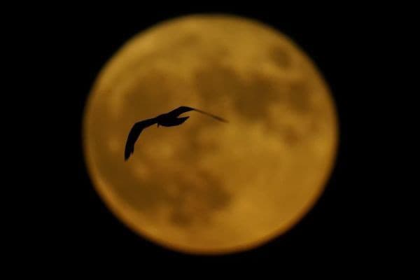Vták prelietava pred Mesiacom v Milwaukee, USA