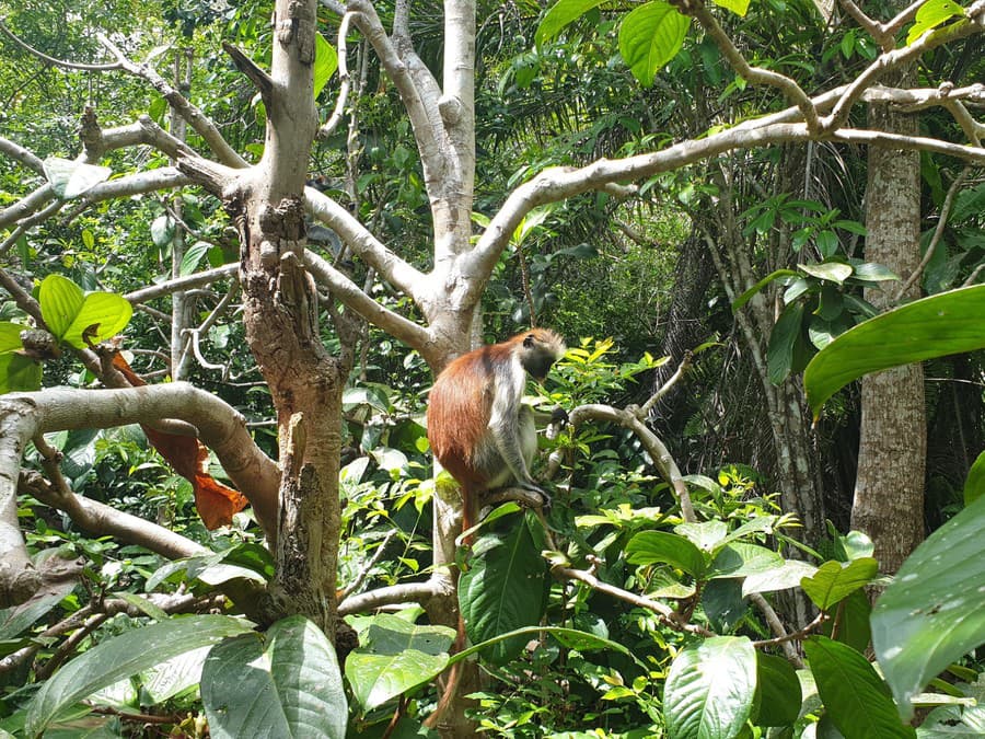 Guaréza červená v národnom parku Jozani