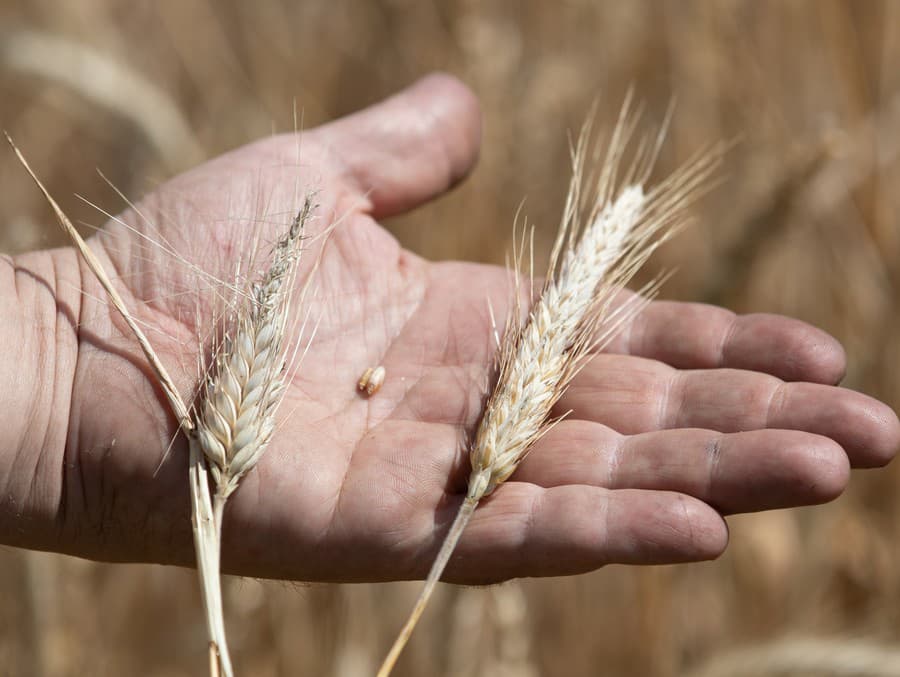 Na mysterióznu ukrajinskú pšenicu