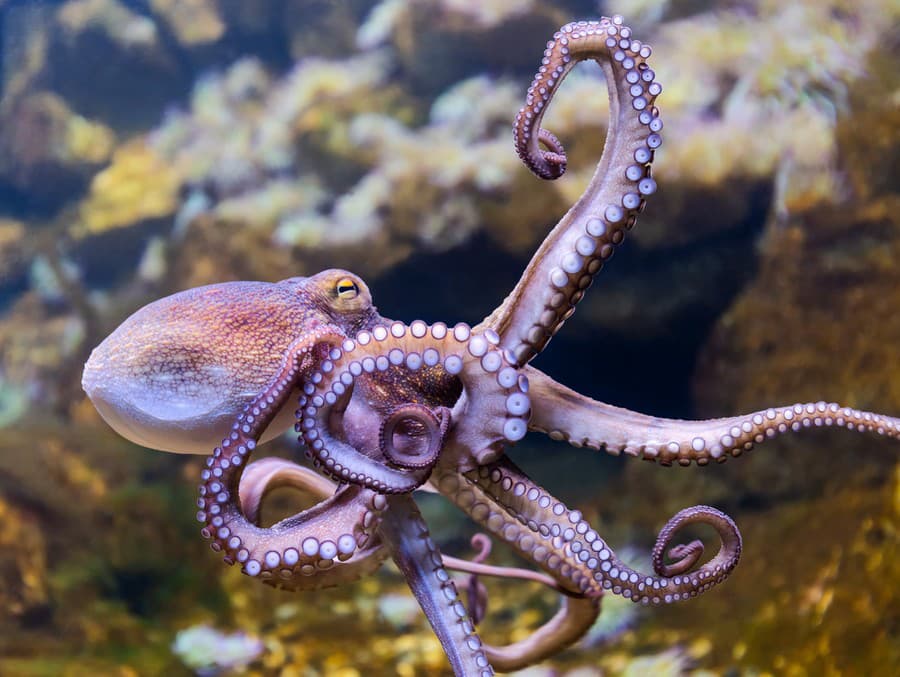Šokujúce zistenie: Chobotnice podľa