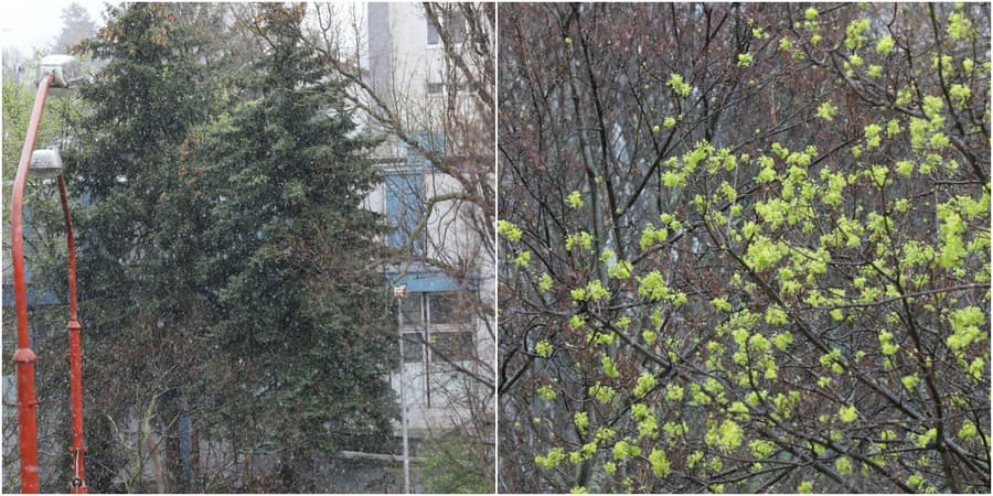 Rozkvitnutú Bratislavu prekvapil koncom marca sneženie.