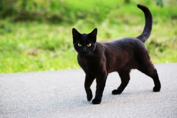 Čierna mačka na ceste
