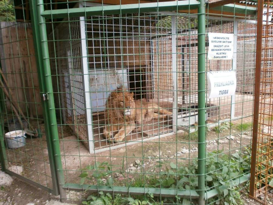 O podmienkach, v ktorých žili šelmy v minizoo Oškerda, informovala ešte v roku 2013 Sloboda zvierat