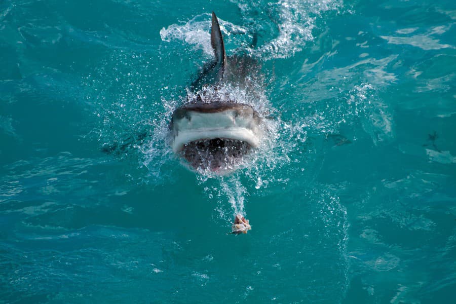 Hrozivé detaily útoku žraloka