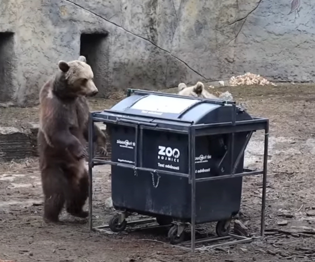 VIDEO Medvede zobrali kontajnery
