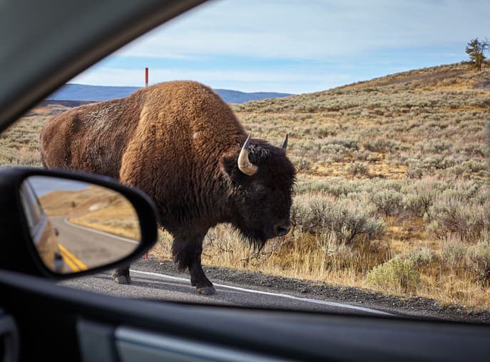 Hrôzostrašný útok bizóna na